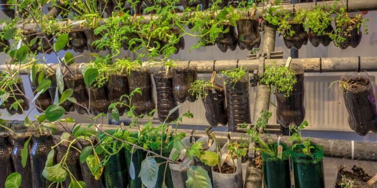 Como cultivar hortaliças em garrafa PET: veja o segredo fácil para colher em casa
