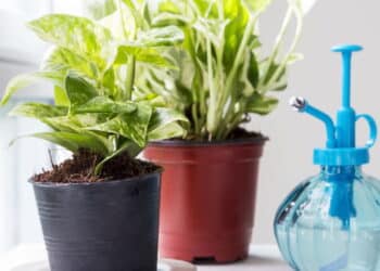 Começando na jardinagem? Veja as 3 plantas que não morrem fácil e são perfeitas para você