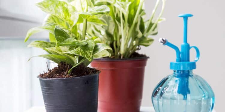 Começando na jardinagem? Veja as 3 plantas que não morrem fácil e são perfeitas para você