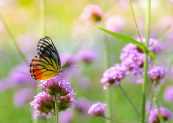 Quer um jardim cheio de borboletas? Conheça as 4 plantas que elas mais amam
