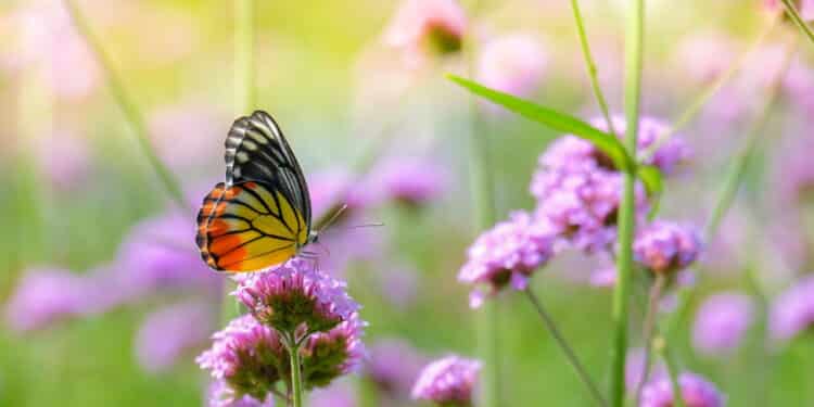 Quer um jardim cheio de borboletas? Conheça as 4 plantas que elas mais amam