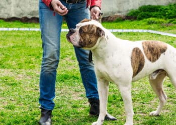 Você é o favorito do seu cachorro? Entenda como ele escolhe o 'líder' da sua casa