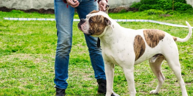 Você é o favorito do seu cachorro? Entenda como ele escolhe o 'líder' da sua casa