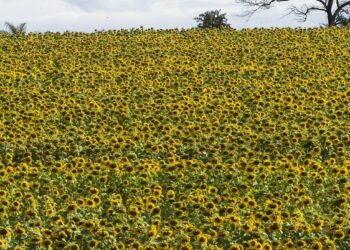 Itaú de Minas – Créditos: commons.wikimedia.org