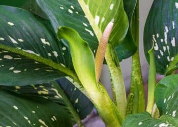 A mais traiçoeira planta ornamental causa asfixia e cegueira