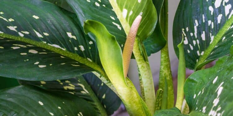 A mais traiçoeira planta ornamental causa asfixia e cegueira