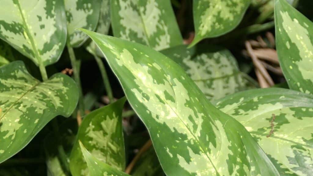 A mais traiçoeira planta ornamental causa asfixia e cegueira