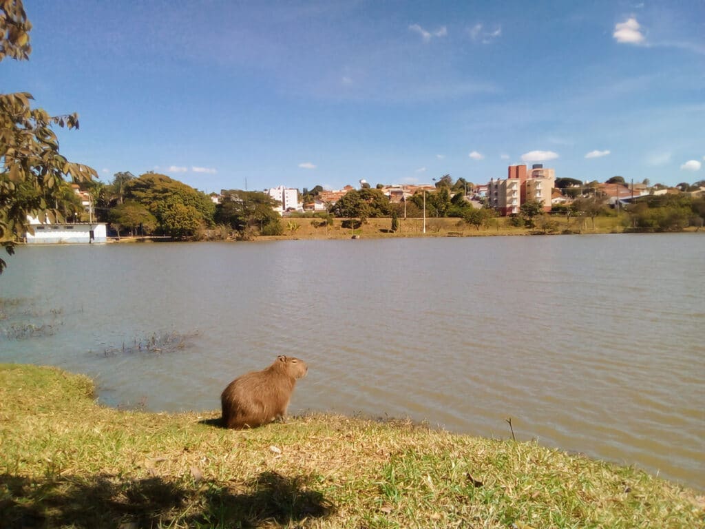 Capivara em Vinhedo, SP - Créditos: Flickr/Daniel Alves