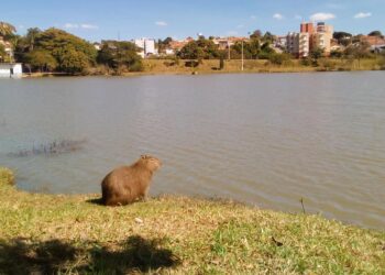 Capivara em Vinhedo, SP - Créditos: Flickr/Daniel Alves