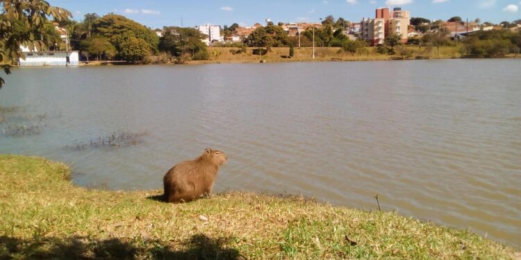 Capivara em Vinhedo, SP - Créditos: Flickr/Daniel Alves