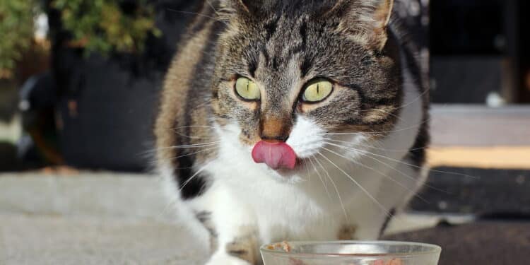 Os 7 melhores alimentos úmidos para gatos que seu pet vai amar!
