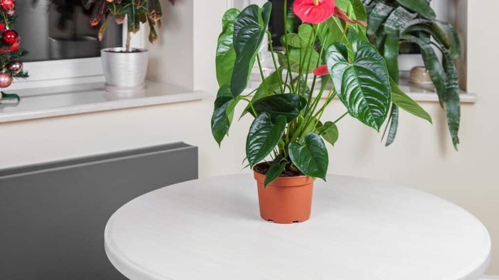 Melhores plantas para ambientes sem sol que você precisa ter