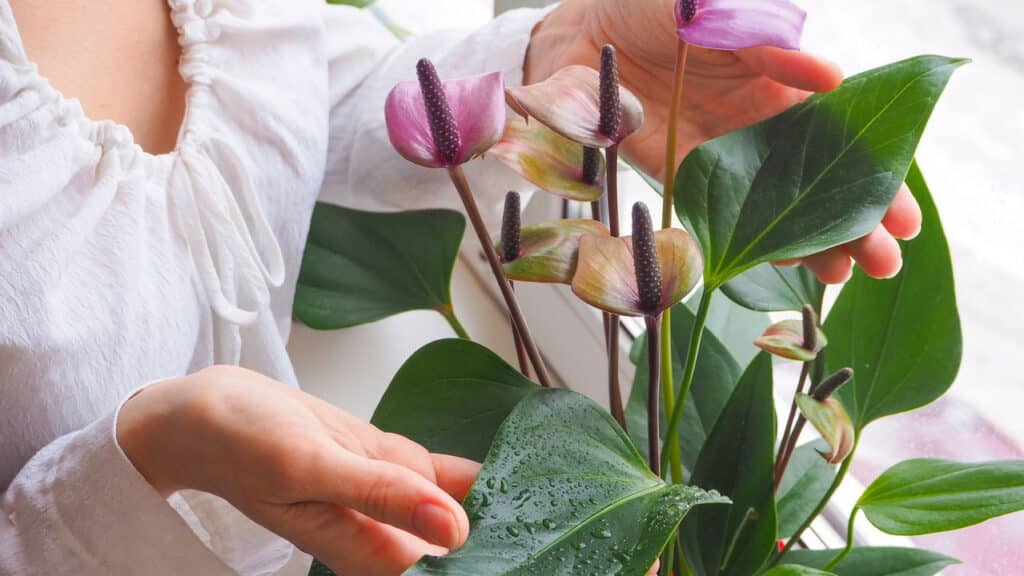 Melhores plantas para ambientes sem sol que você precisa ter
