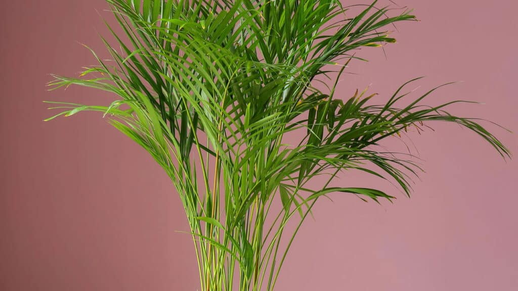 Essa planta pode mudar o clima da sua casa segundo o Feng Shui!