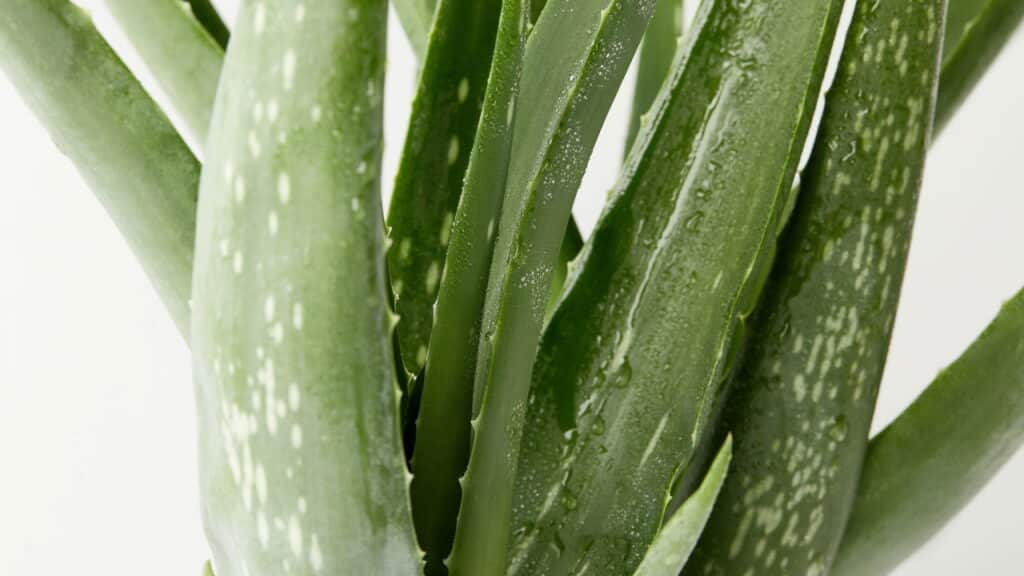 Melhore seu sono com as 5 plantas mais poderosas para o quarto
