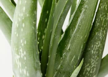 Melhore seu sono com as 5 plantas mais poderosas para o quarto