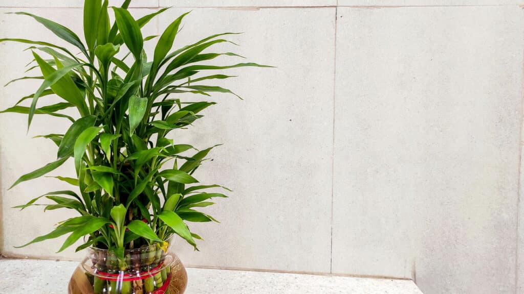 A planta que virou símbolo de sorte e está dominando os lares brasileiros!