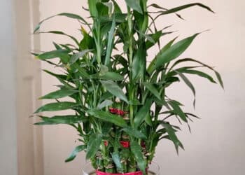 As 3 melhores plantas para atrair boas energias para o ambiente de trabalho