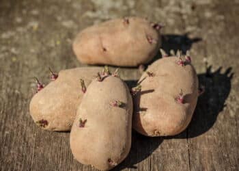 Qualquer um que tenha batatas germinadas na cozinha, é essencial que faça isso!