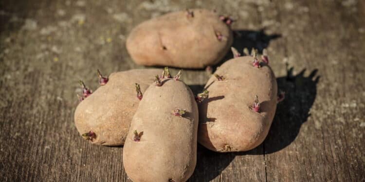 Qualquer um que tenha batatas germinadas na cozinha, é essencial que faça isso!