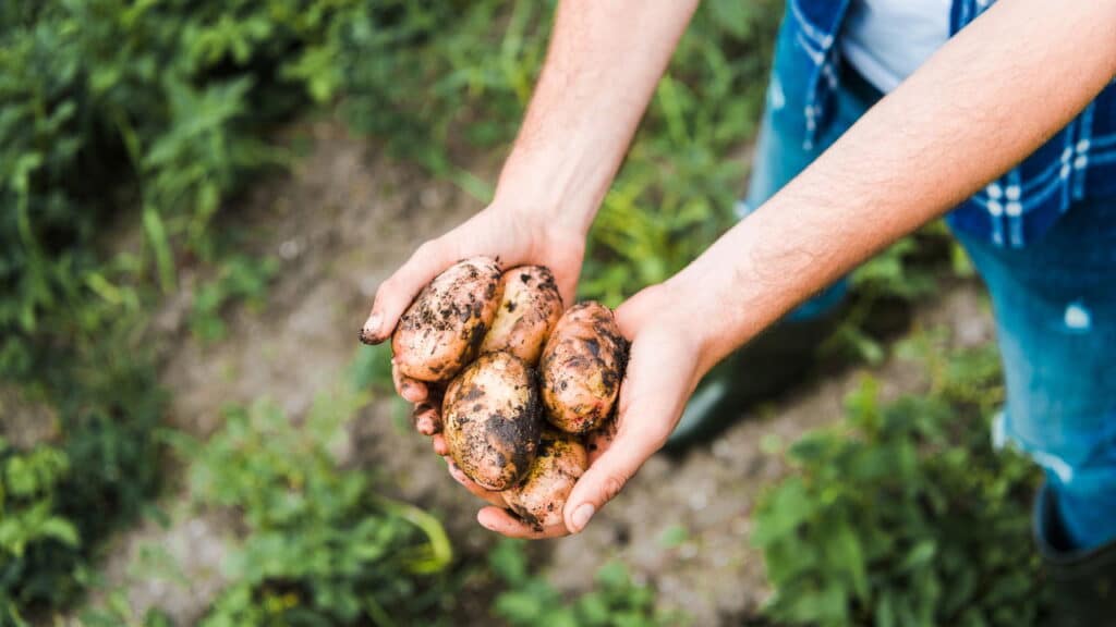 Qualquer um que tenha batatas germinadas na cozinha, é essencial que faça isso!