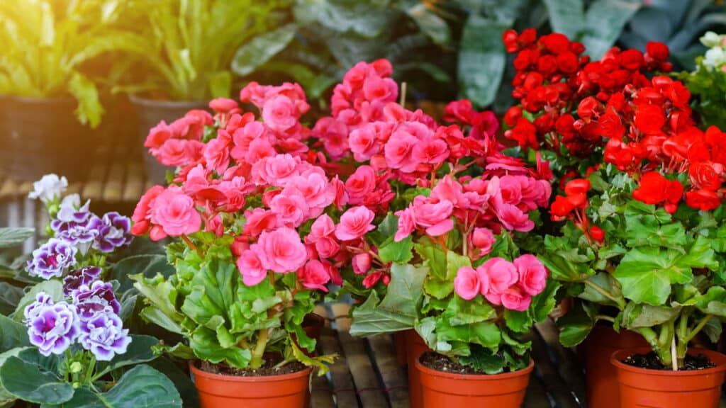 As plantas mais fáceis de cultivar só com água e muita luz!