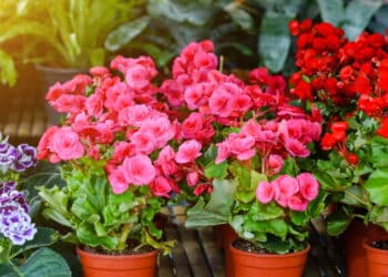 5 flores resistentes perfeitas para cultivar em vasos