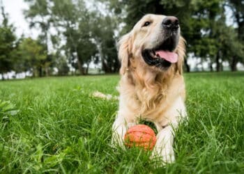 Top 5 brinquedos interativos para manter seu cachorro entretido e feliz!