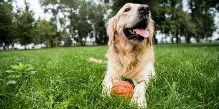 Top 5 brinquedos interativos para manter seu cachorro entretido e feliz!