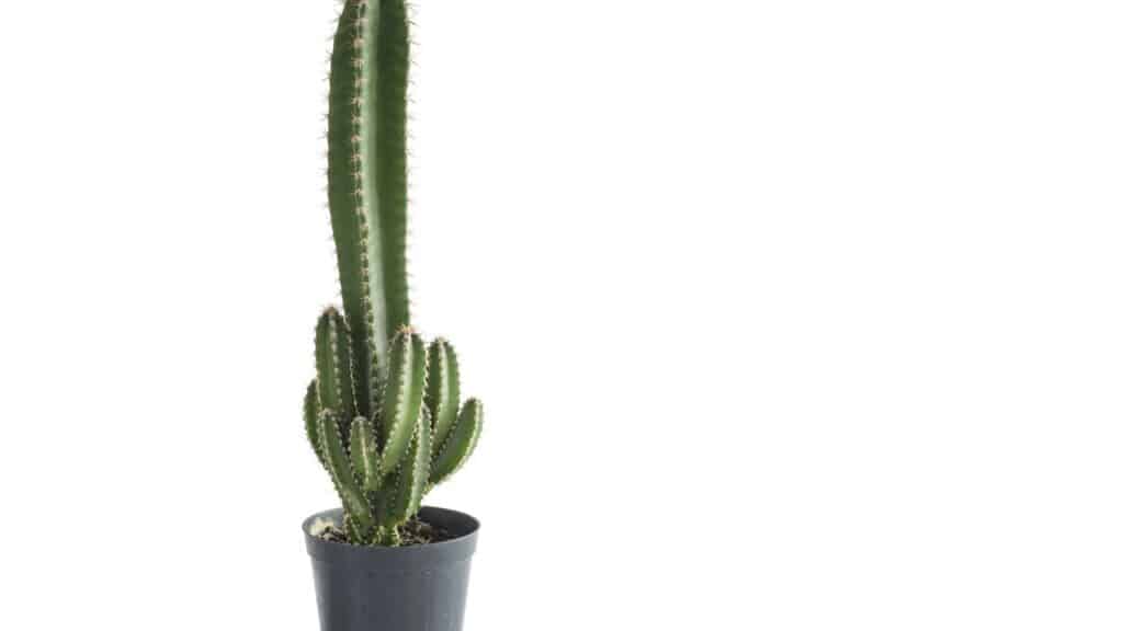 Como decorar ambientes com cactos de forma criativa e prática