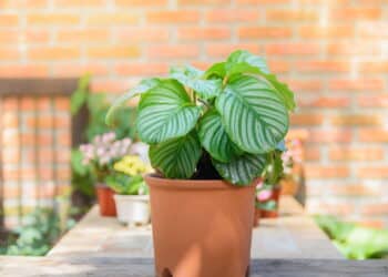 A planta que simboliza prosperidade e purifica o ar!