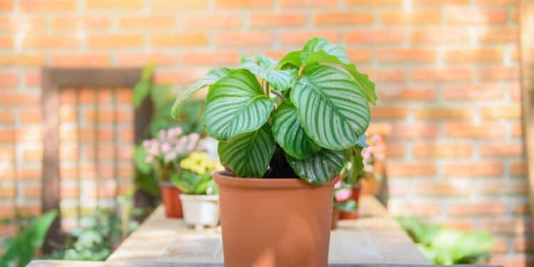 A planta que simboliza prosperidade e purifica o ar!