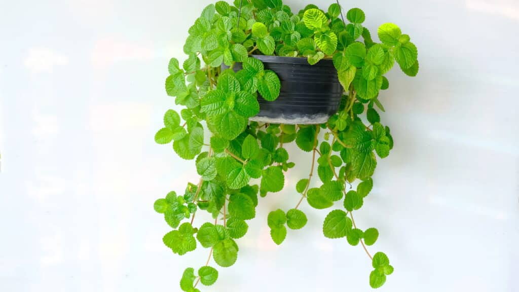 A planta mais fácil de cuidar que atrai sorte e dinheiro!