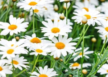 Transforme sua varanda em horta de novela com 7 passos