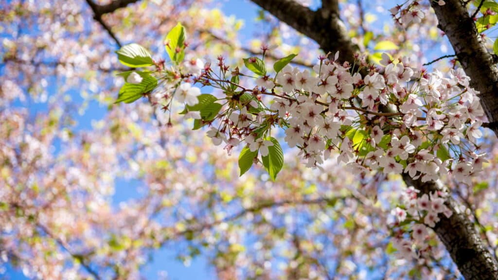 A melhor árvore frutífera para jardins brasileiros é essa nativa!