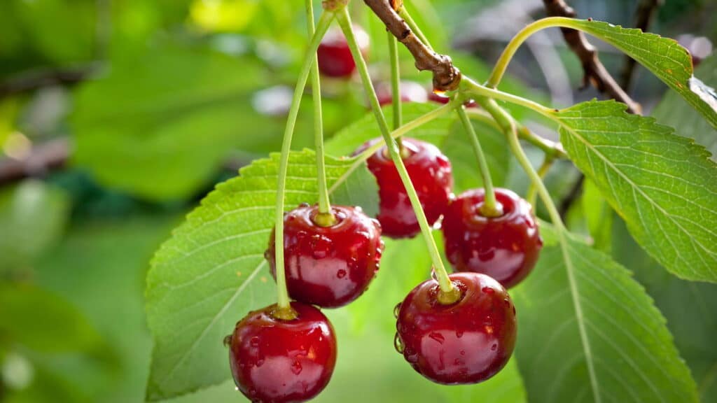 A melhor árvore frutífera para jardins brasileiros é essa nativa!