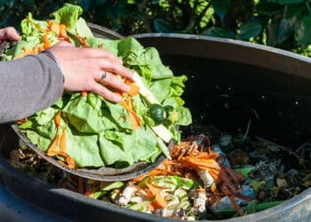 Essa mistura caseira pode mudar sua forma de cuidar das plantas em casa