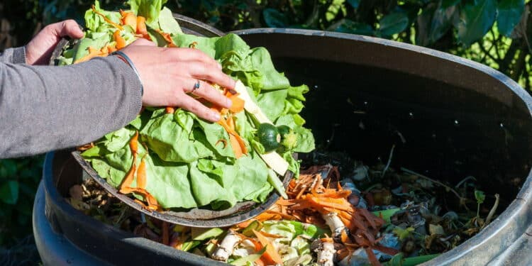 Essa mistura caseira pode mudar sua forma de cuidar das plantas em casa