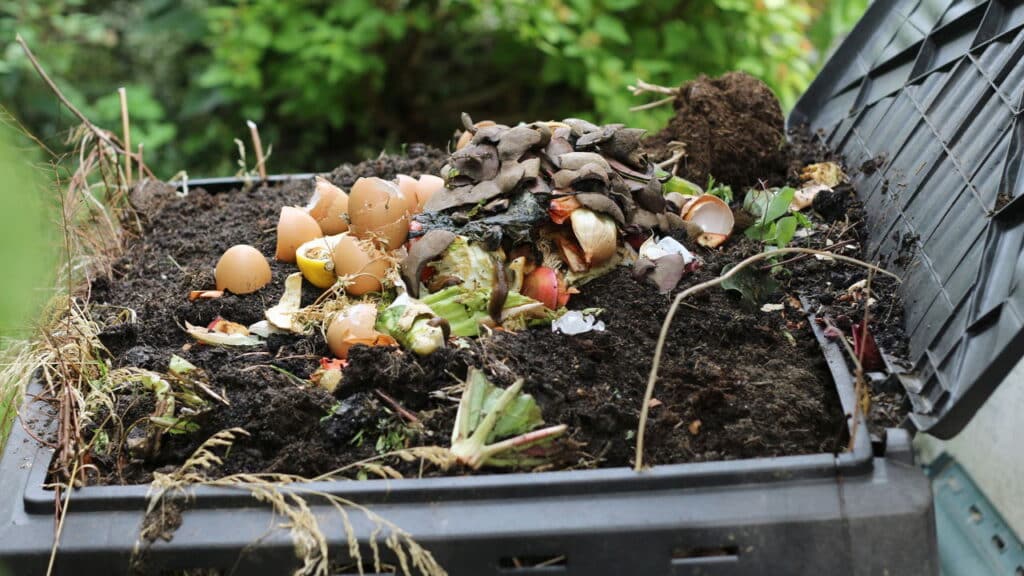 Essa mistura caseira pode mudar sua forma de cuidar das plantas em casa