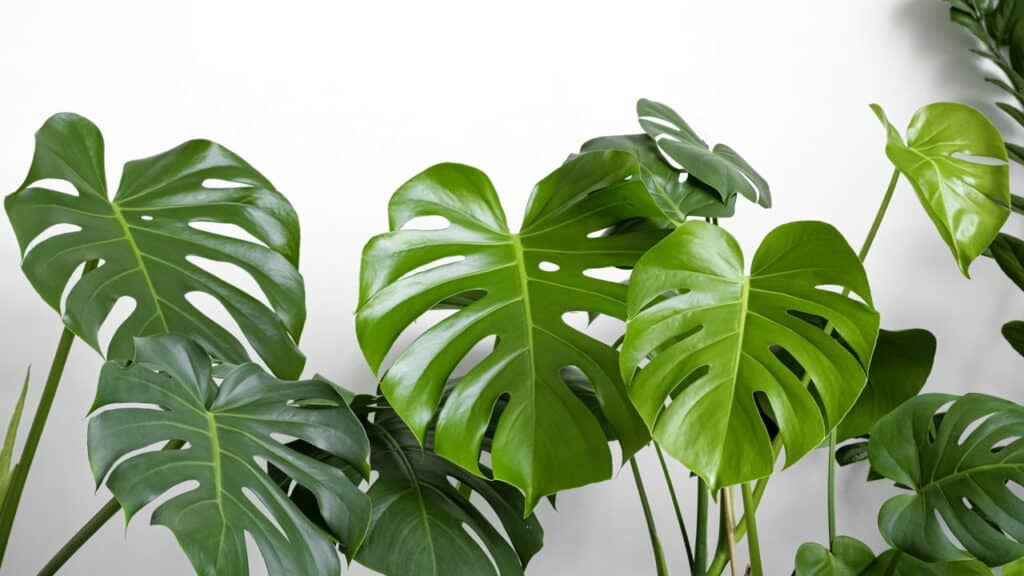 As 8 plantas mais desejadas para decorar sua casa em 2025!
