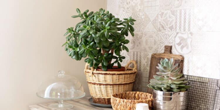 As 5 plantas mais poderosas para atrair prosperidade em casa
