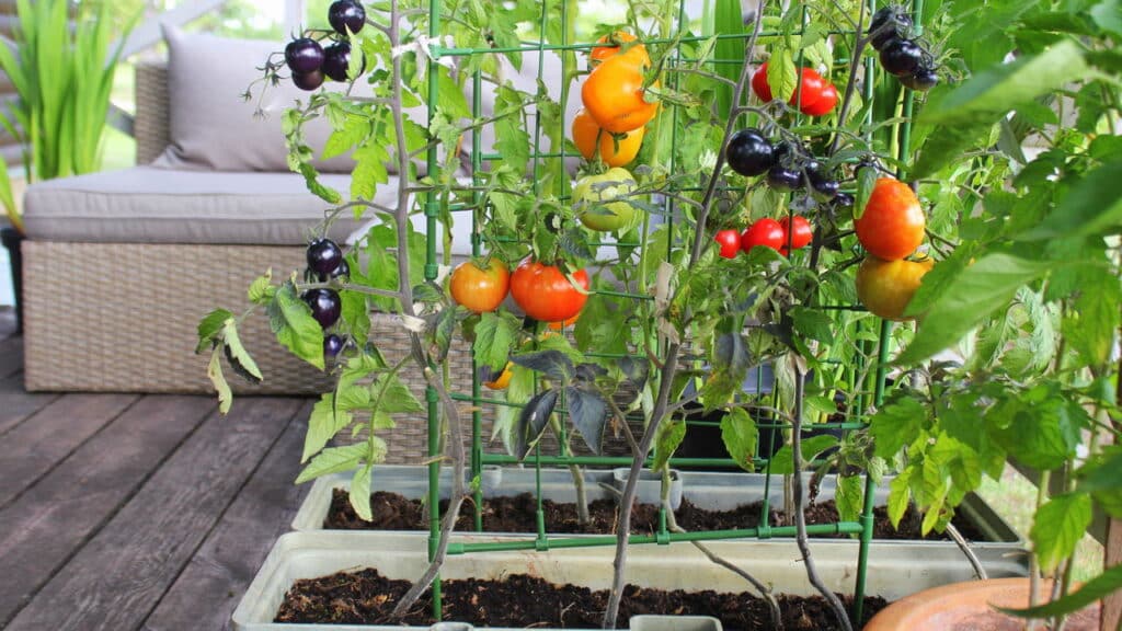 O jeito mais fácil de cultivar seus próprios alimentos em casa!
