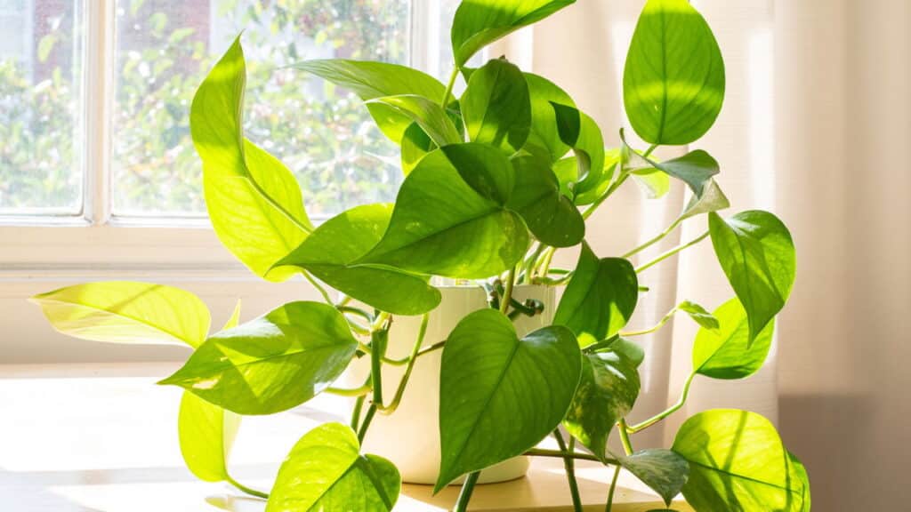 Plantas que purificam o ar melhoram ambientes internos