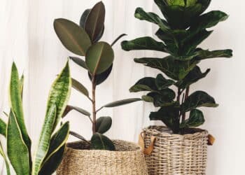 As 8 plantas mais desejadas para decorar sua casa em 2025!
