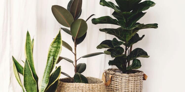 As 8 plantas mais desejadas para decorar sua casa em 2025!