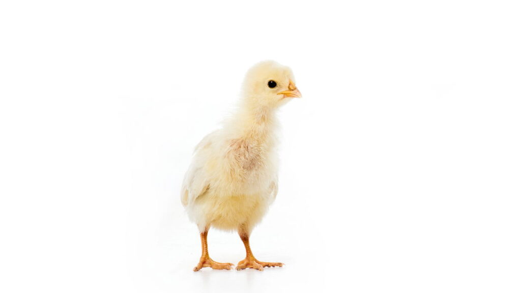 Cientistas finalmente descobriram quem veio primeiro: o ovo ou a galinha!