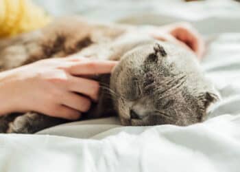 As 10 melhores camas para gatos conforto e estilo!