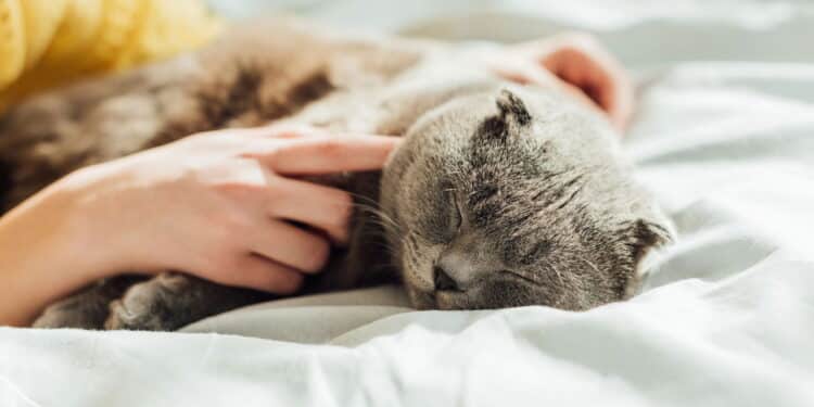 As 10 melhores camas para gatos conforto e estilo!