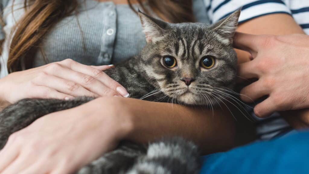As 10 melhores camas para gatos conforto e estilo!