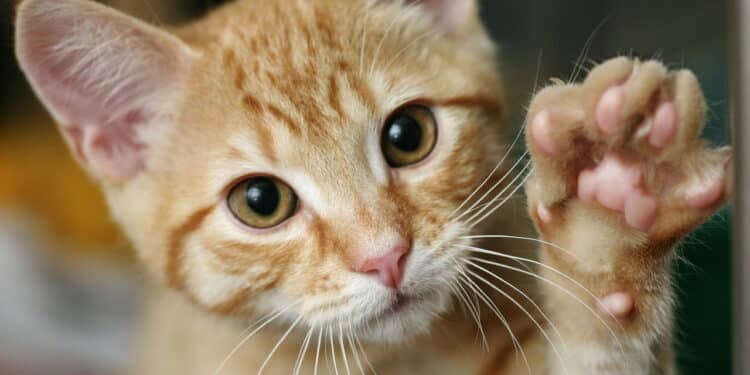 10 arranhadores que vão transformar a rotina do seu gato agitado!